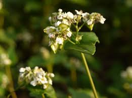 The Cover Canopy (Ladino White Clover, Forage Radish, Rye, Buckwheat, Sunflowers, Cowpeas)