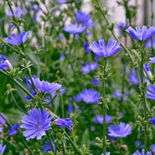 Chicory