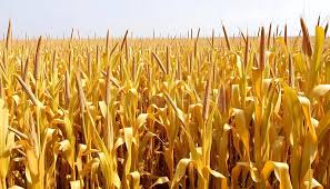 Golden Millet