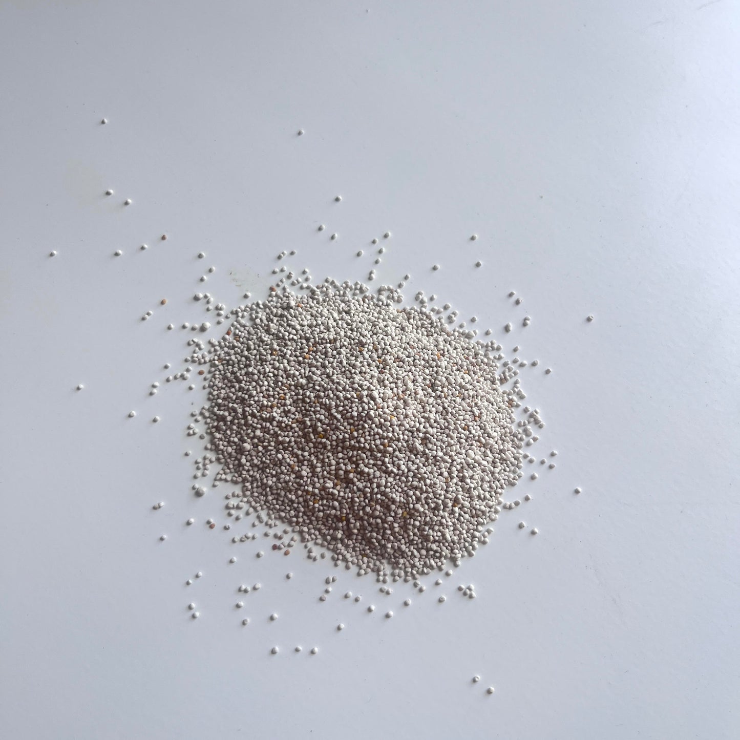 Ladino White Clover
