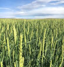 Barley