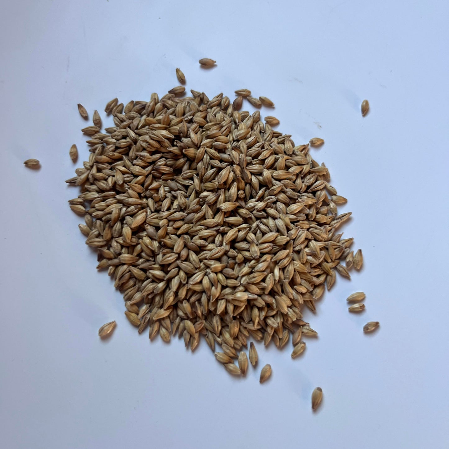 Barley