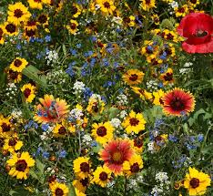 flower seed on a white background