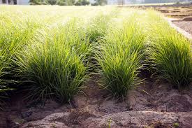 Strutline Select (Chufa, Milo, Sunflowers, Crimson Red Clover, Cowpeas)