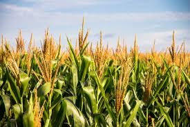 Cracked Corn