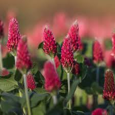 The Cover Crop Cafe (Hairy Vetch, Rye, Crimson Clover)