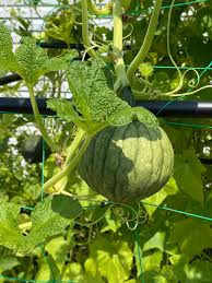 Table Queen Squash