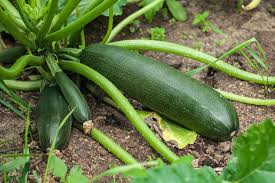 Black Zucchini (Squash)
