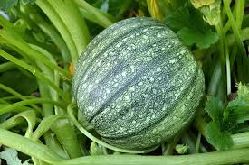 Round Zucchini (Squash)
