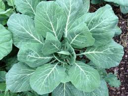 Champion Collard Greens