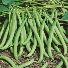 Contender Green Bean