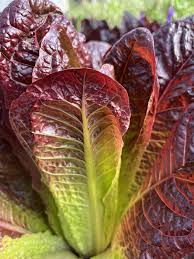 Red Romaine Lettuce
