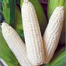 Trucker Favorite Corn