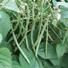 Top Crop Green Bean