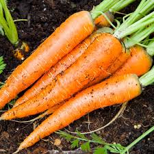 Imperator 58 Carrots