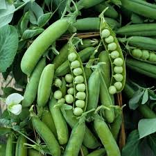 Sugar Ann Pea