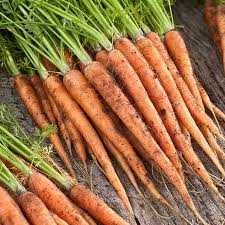 Scarlet Nantes Carrots