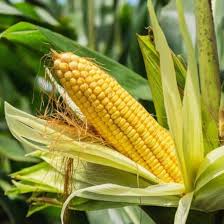 Incrediable F1 Untreated Corn