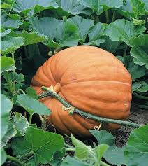 Atlantic Giant Pumpkin