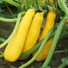 Early Straightneck Prolific Squash