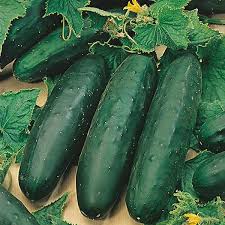 Marketmore 76 Cucumbers