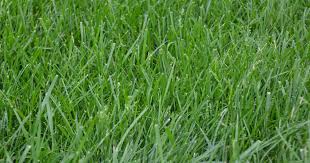 Kentucky 31 Ryegrass Contractor Blend