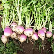 Purple Top Turnips
