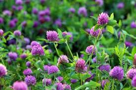 Kenland Red Clover