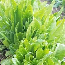 Amish Deer Tongue Green Lettuce
