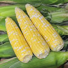 Ambrosia F1 Untreated Corn