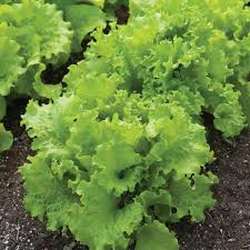 Black Seeded Simpson Lettuce