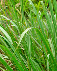 Eastern Gamagrass