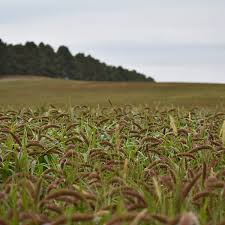 German Millet