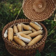 Wicker basket filled with corn on a grassy background