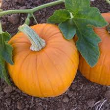 Spookie Pumpkin