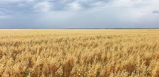 Oats