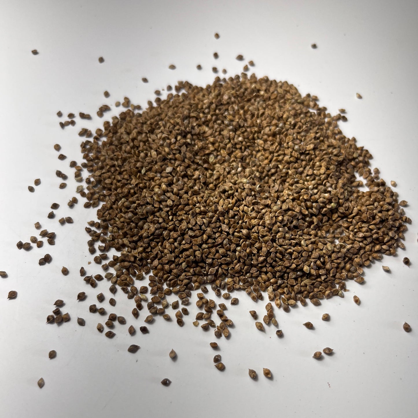 Japanese Millet