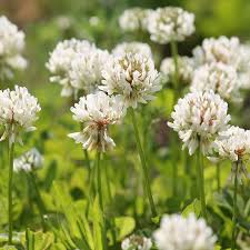 The Cover Canopy (Ladino White Clover, Forage Radish, Rye, Buckwheat, Sunflowers, Cowpeas)