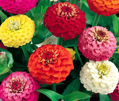 Colorful zinnia flowers in red, yellow, pink, and white on a green leafy background.