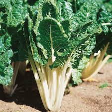 Close-up of a green leafy vegetable growing in a garden