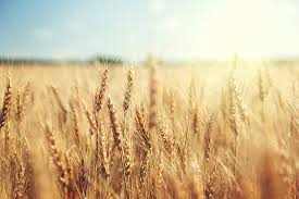 The Cover Crop Cafe (Hairy Vetch, Rye, Crimson Clover)