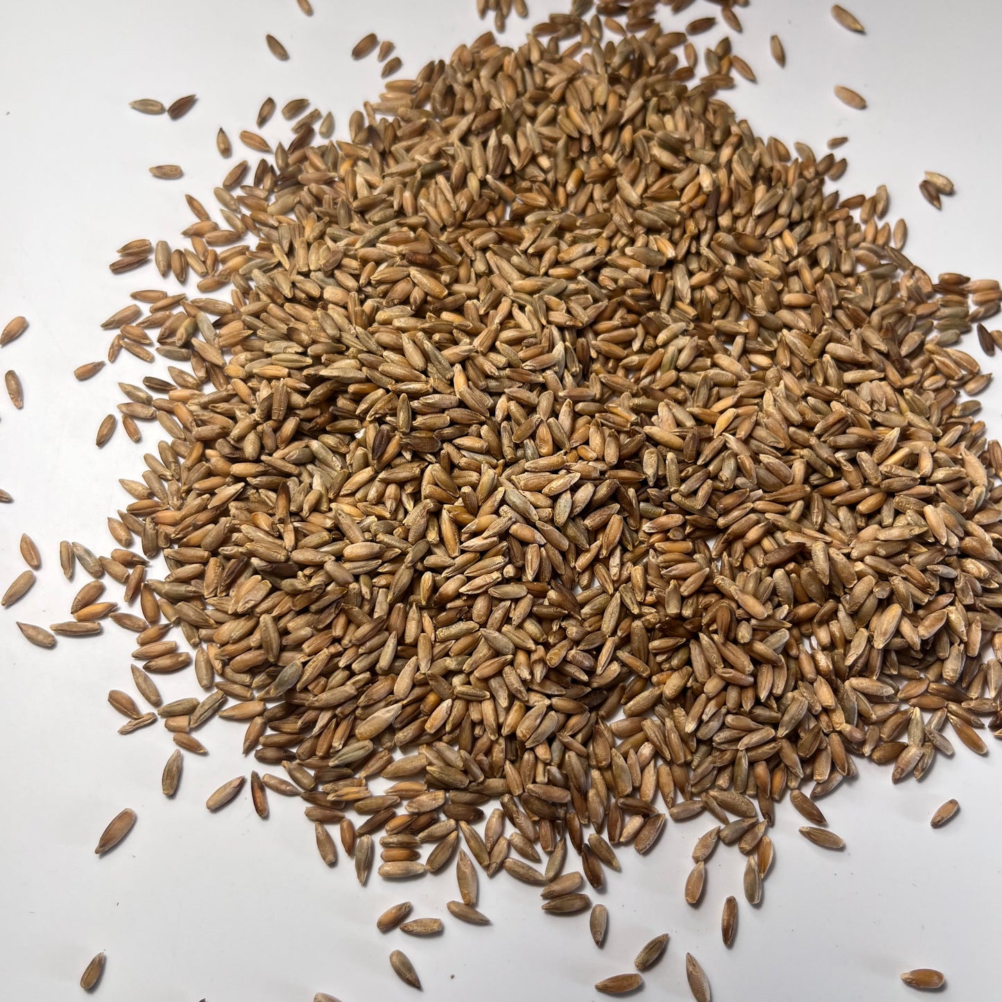 Rye