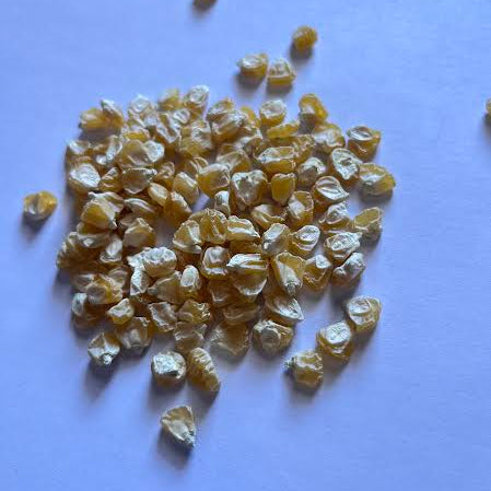 Ambrosia F1 Untreated Corn