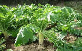 The Winter Draw (Trophy Rape, Purple Top Turnips, Forage Radish)