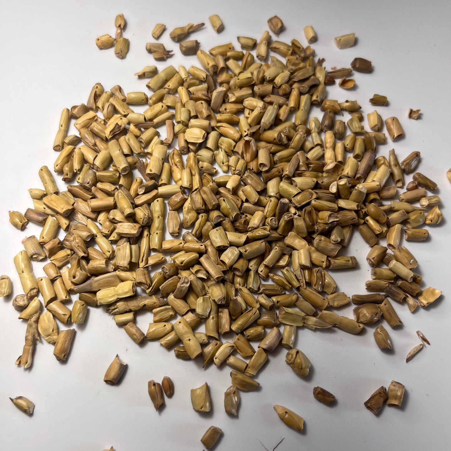 Eastern Gamagrass