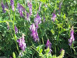 Crimson Roots (Hairy Vetch, Rye, Crimson Red Clover, Forage Radish)