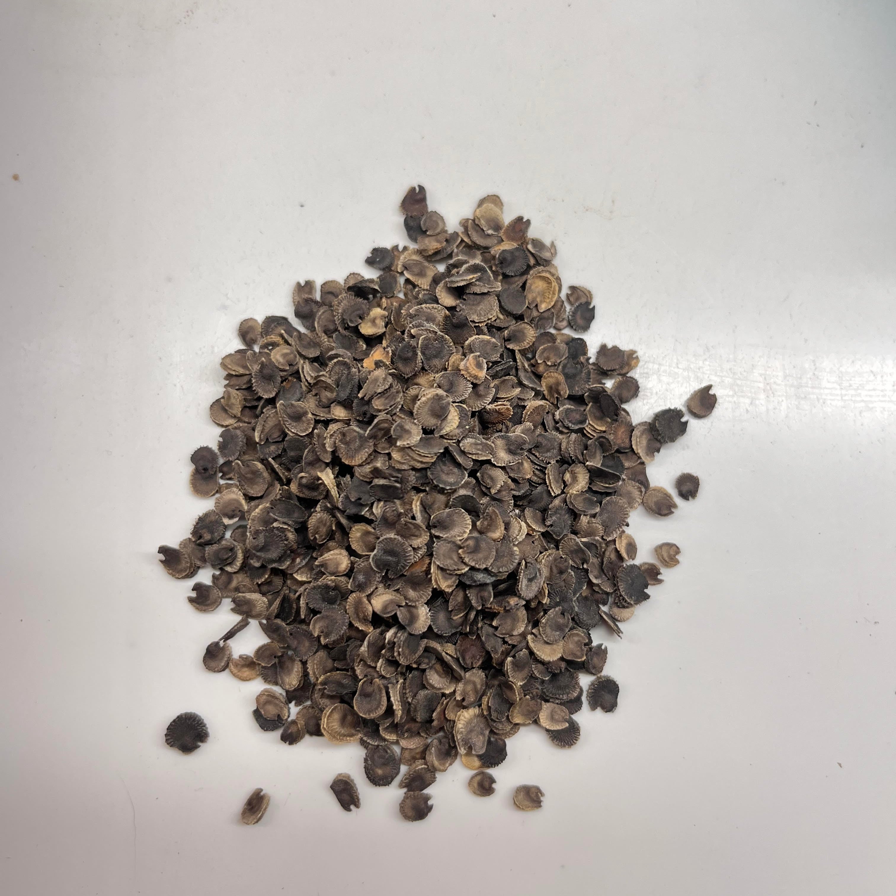Indian Spring Mix – My Country Seeds