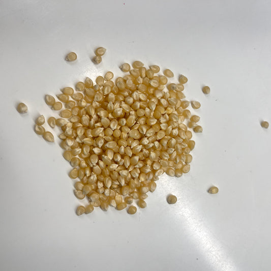 Small pile of light brown seeds on a white surface