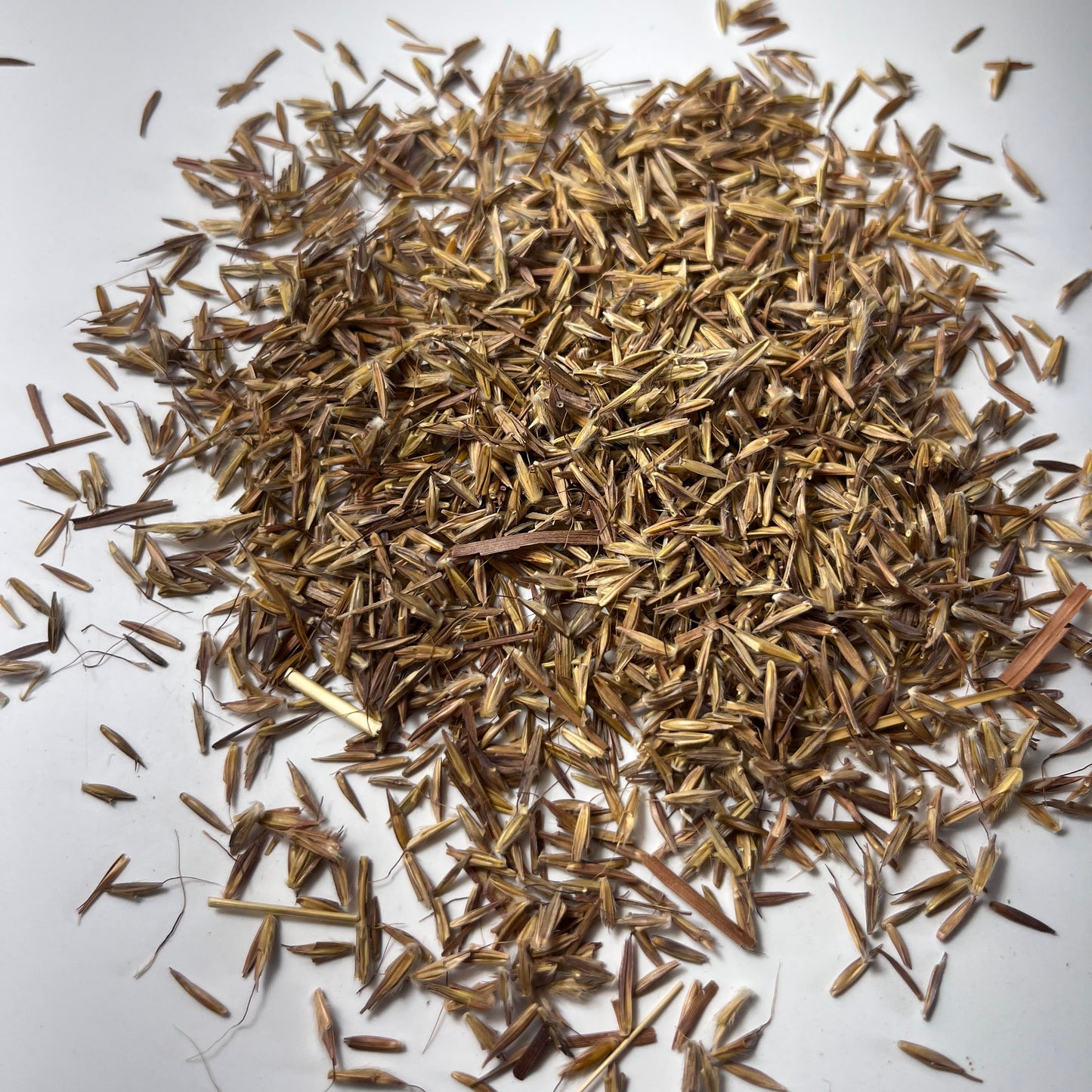 Big Bluestem