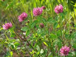 Gamebird Cove (Ladino White Clover, Medium Red Clover, Chicory, Alfalfa, Wheat)
